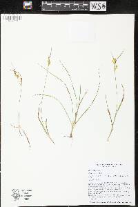 Carex aurea image