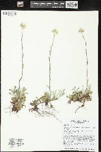 Antennaria howellii subsp. neodioica image