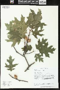 Quercus ellipsoidalis image