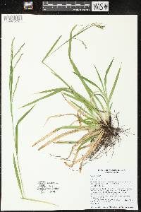 Carex arctata image