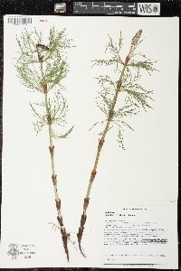 Equisetum sylvaticum image