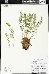 Woodsia ilvensis image