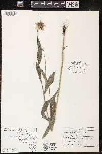 Rudbeckia hirta var. pulcherrima image