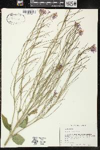 Hesperis matronalis image