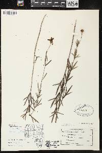 Coreopsis palmata image