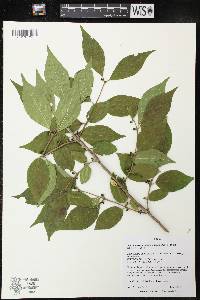 Lonicera maackii image