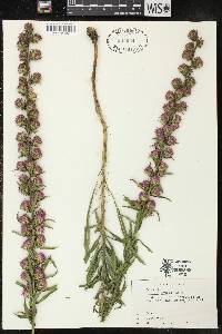 Liatris aspera image