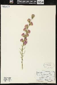 Liatris aspera image