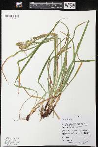 Carex typhina image