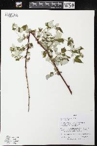 Rubus occidentalis image