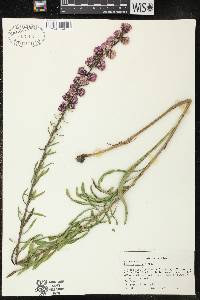 Liatris aspera image