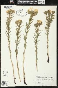 Lithospermum caroliniense image