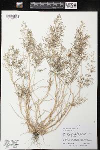 Eragrostis minor image