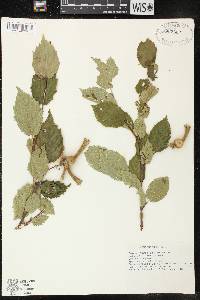 Corylus cornuta image