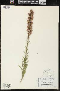 Liatris aspera image