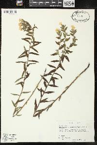 Lithospermum caroliniense subsp. croceum image