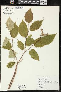 Corylus cornuta image