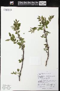 Zanthoxylum americanum image