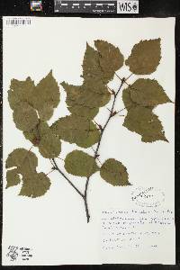 Betula cordifolia image