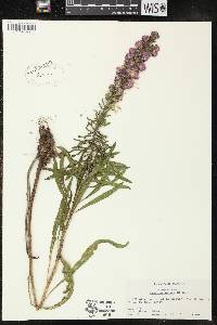 Liatris aspera image