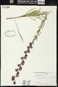 Liatris aspera image