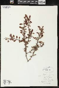 Berberis thunbergii image