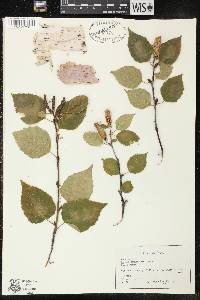 Betula papyrifera image