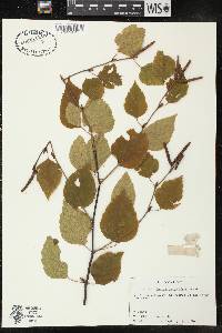 Betula papyrifera image