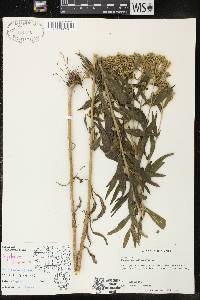 Eupatorium altissimum image