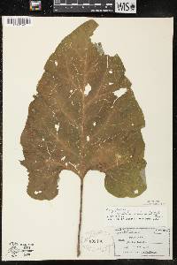 Arctium minus image