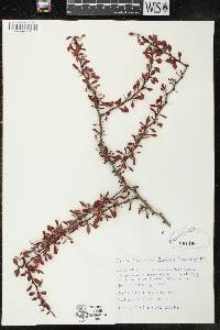 Berberis thunbergii image