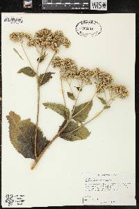 Parthenium integrifolium image