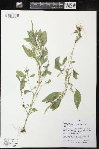 Amaranthus tuberculatus image