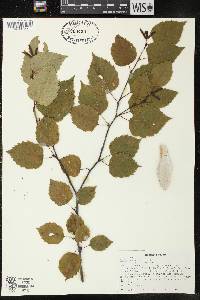 Betula papyrifera image