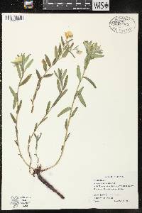 Lithospermum canescens image