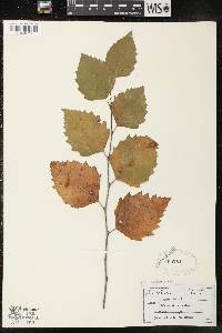 Betula alleghaniensis image