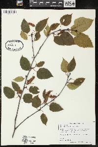 Betula cordifolia image