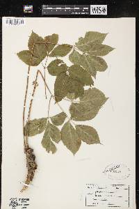 Aralia nudicaulis image