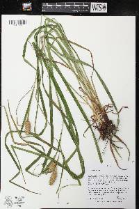 Carex typhina image