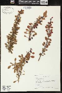 Berberis thunbergii image