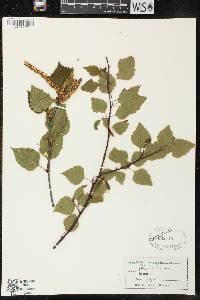 Betula papyrifera image