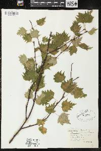 Betula populifolia image