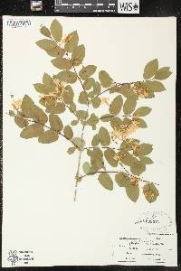 Lonicera tatarica image