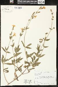 Silene latifolia image