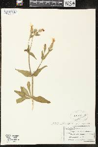 Silene latifolia image