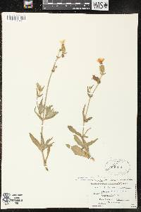 Silene latifolia image