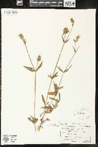 Silene latifolia image