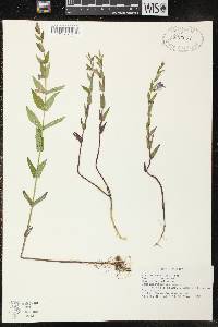 Scutellaria galericulata image