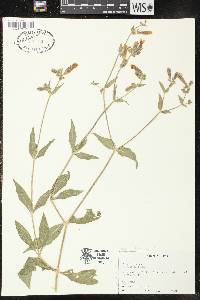 Silene latifolia image