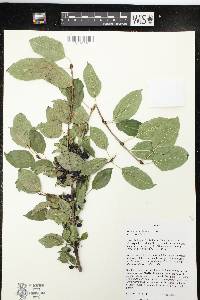 Rhamnus cathartica image